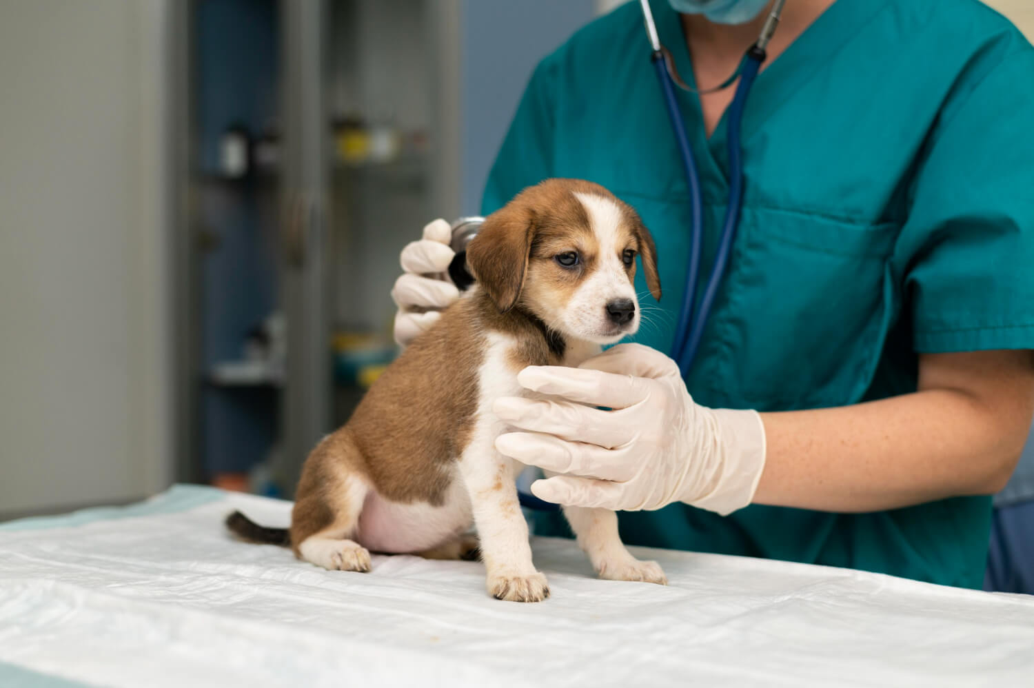 close-up-veterinarian-taking-care-dog