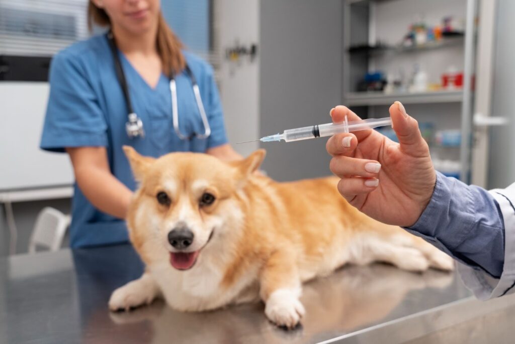 vaccination for pet
