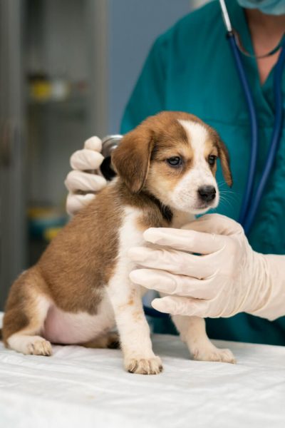 Vet caring for dog